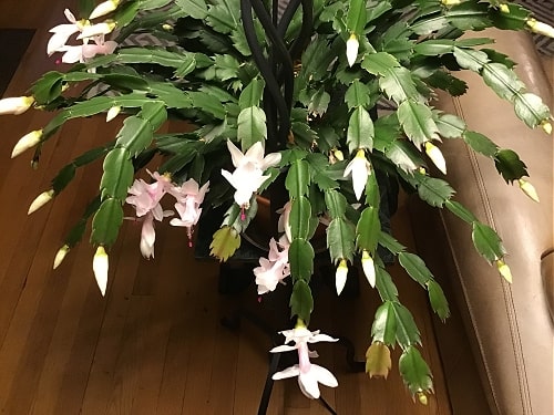 Christmas Cactus Blooming in April